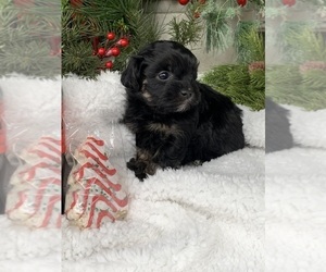 ShihPoo Puppy for sale in CHARLESTON, WV, USA