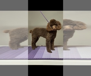 Father of the Goldendoodle-Poodle (Miniature) Mix puppies born on 08/08/2023