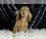 Small #5 Dachshund