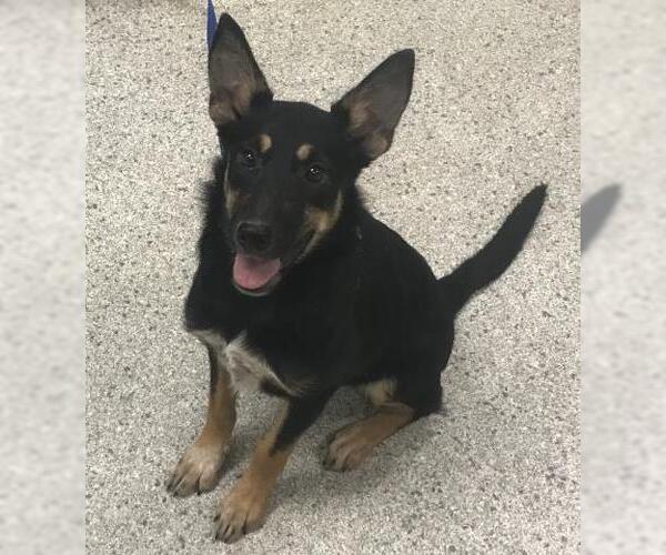Medium Photo #1 Shepradors Puppy For Sale in Conroe, TX, USA