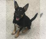 Small Shepradors