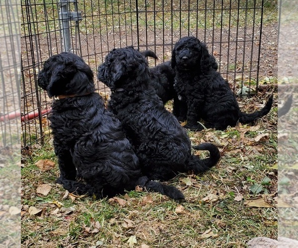 Medium Photo #4 Poodle (Standard) Puppy For Sale in GOWER, MO, USA
