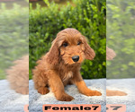 Small #18 Goldendoodle (Miniature)