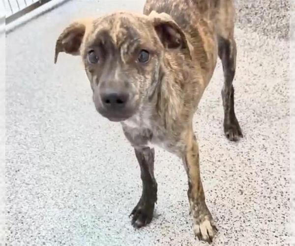 Medium Photo #1 Plott Hound-Unknown Mix Puppy For Sale in Houston, TX, USA