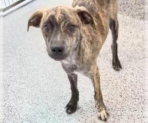 Plott Hound-Unknown Mix Dogs for adoption in Houston, TX, USA
