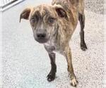 Small Plott Hound Mix