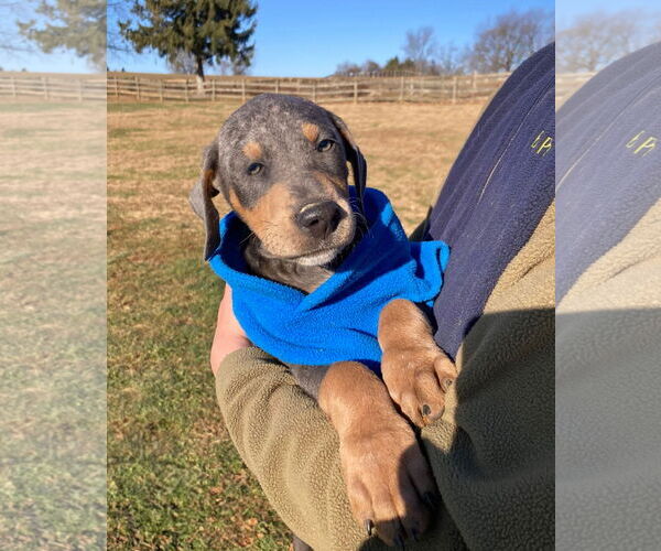 Medium Photo #6 Doberman Pinscher-Unknown Mix Puppy For Sale in Unionville, PA, USA