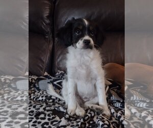 Cavalier King Charles Spaniel Dogs for adoption in Sioux Falls, SD, USA