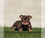 Small #1 English Bulldog