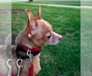 Taco - Male Chihuahua Dog for Adoption - Photo #3