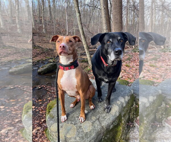 Medium Photo #6 American Pit Bull Terrier-Blue Lacy Mix Puppy For Sale in Rockaway, NJ, USA