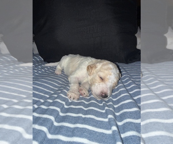 Medium Photo #1 Labradoodle Puppy For Sale in CONWAY, SC, USA