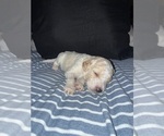 Puppy Puppy 2 Labradoodle