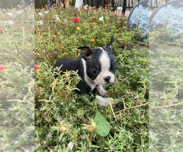 Medium Photo #3 Boston Terrier Puppy For Sale in FREDONIA, KS, USA