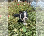Small #2 Boston Terrier