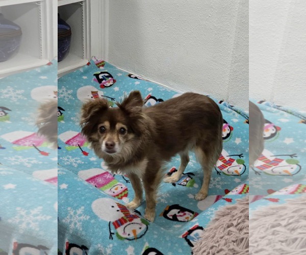 Medium Photo #1 Chihuahua-Unknown Mix Puppy For Sale in MIDWAY, UT, USA