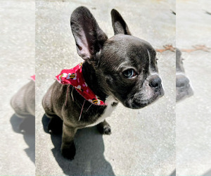 French Bulldog Puppy for sale in DAYTONA BEACH, FL, USA