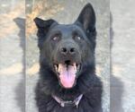 Small #1 German Shepherd Dog
