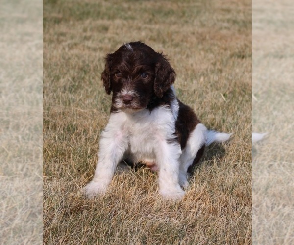 Medium Photo #18 Goldendoodle Puppy For Sale in HOWARD CITY, MI, USA