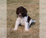 Small Photo #18 Goldendoodle Puppy For Sale in HOWARD CITY, MI, USA