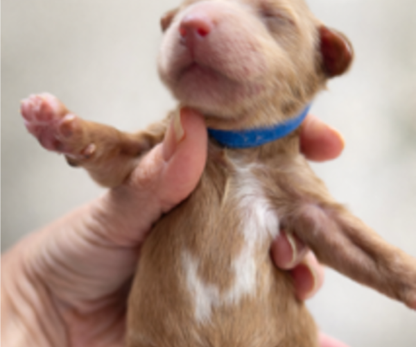 Medium Photo #2 Goldendoodle Puppy For Sale in LAFAYETTE, LA, USA