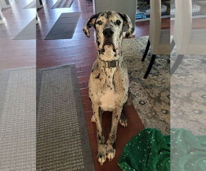Great Dane Dogs for adoption in Lakewood, CO, USA