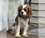Small #3 Cavalier King Charles Spaniel Mix