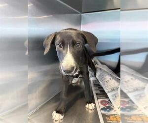 Labrador Retriever-Unknown Mix Dogs for adoption in San Antonio, TX, USA