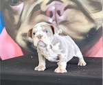 Small Photo #1 English Bulldog Puppy For Sale in BERKELEY, CA, USA