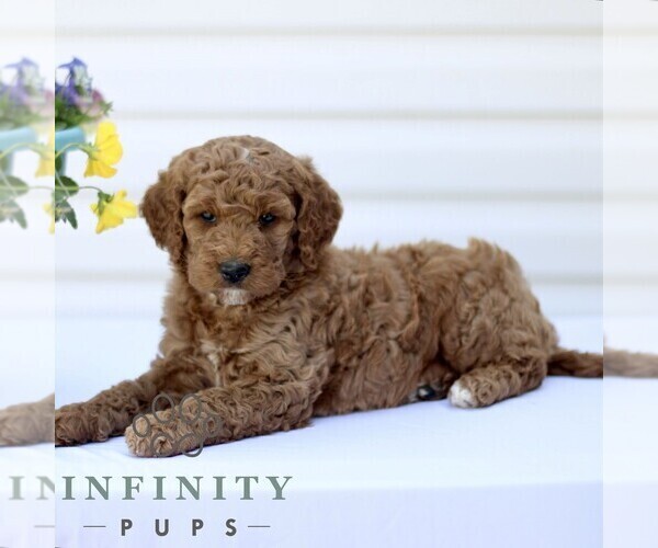 Medium Photo #3 Goldendoodle (Miniature) Puppy For Sale in RONKS, PA, USA