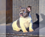 Small #9 French Bulldog