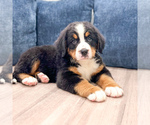Small #1 Bernese Mountain Dog
