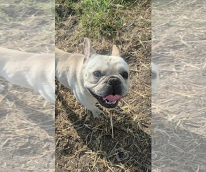 French Bulldog Dogs for adoption in Dumont, NJ, USA