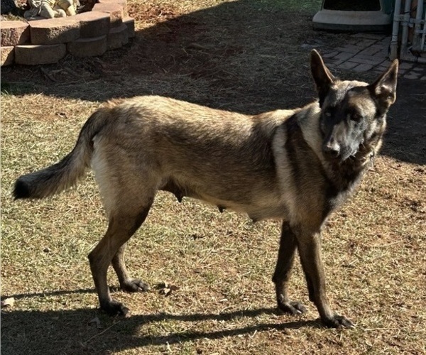 Medium Photo #1 Belgian Malinois Puppy For Sale in LINCOLNTON, NC, USA