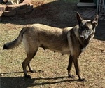 Small Photo #1 Belgian Malinois Puppy For Sale in LINCOLNTON, NC, USA