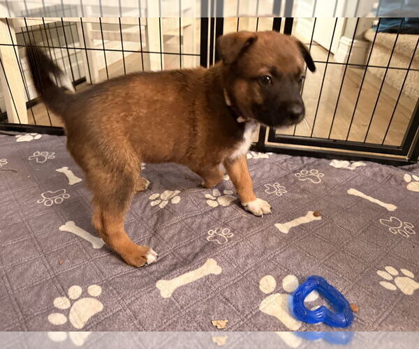 Medium Photo #1 Mutt Puppy For Sale in Imlay City, MI, USA