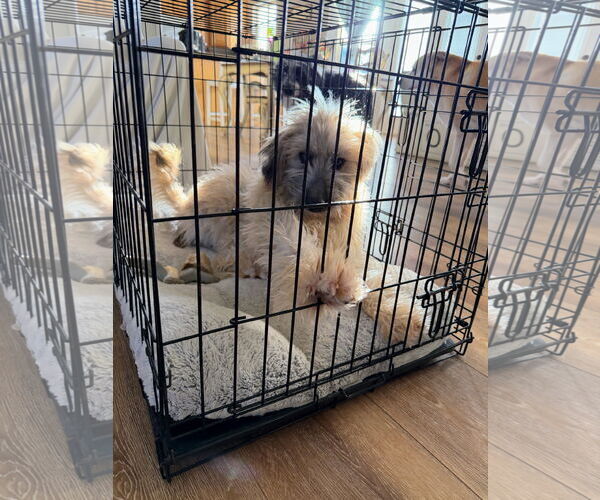 Medium Photo #6 Mutt Puppy For Sale in Sandy, UT, USA