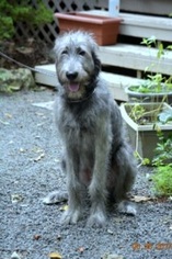Medium Irish Wolfhound