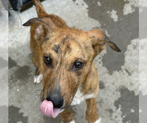 German Shepherd Dog-Unknown Mix Dogs for adoption in Tulsa, OK, USA