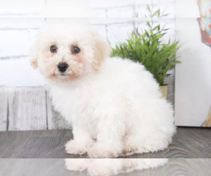Poodle (Toy) Puppy for sale in RED LION, PA, USA