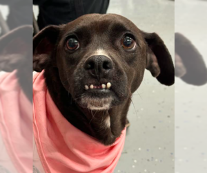 Shocka - Female Mutt Dog for Adoption - Photo #2