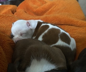 Boston Terrier-Boxer Mix Puppy for sale in LOUISVILLE, KY, USA