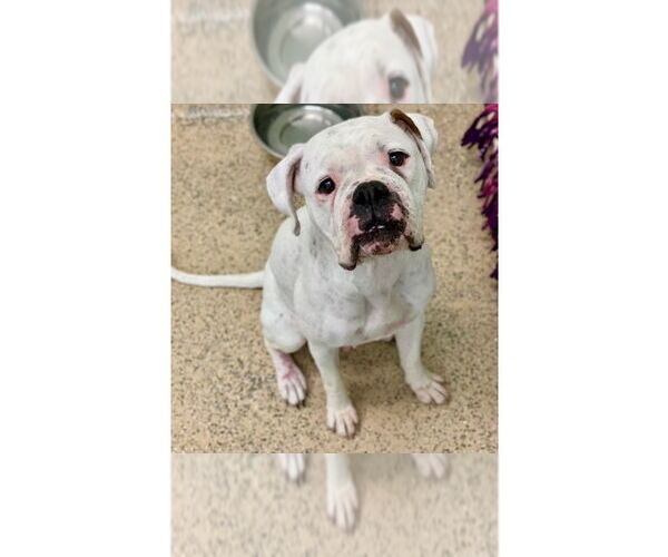 Medium Photo #1 Boxer Puppy For Sale in Austin, TX, USA