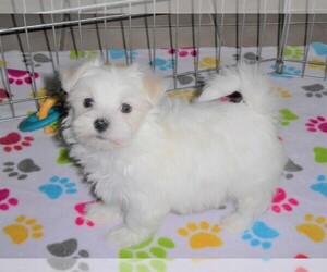 Maltese Puppy for sale in ORO VALLEY, AZ, USA