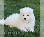 Small Photo #6 Samoyed Puppy For Sale in LITITZ, PA, USA