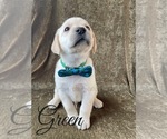 Small Photo #29 Labrador Retriever Puppy For Sale in MURRIETA, CA, USA