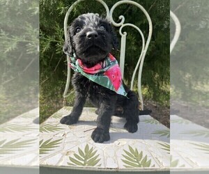 Labradoodle Puppy for sale in PEMBROKE, GA, USA