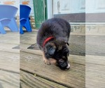 Small Photo #12 German Shepherd Dog-Siberian Husky Mix Puppy For Sale in HERNDON, PA, USA
