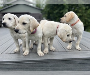 Labrador Retriever Puppy for sale in EAGAN, MN, USA