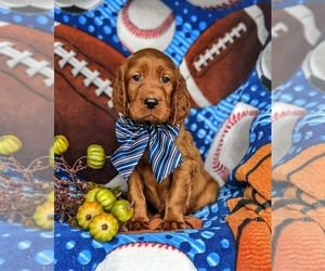 Irish Setter Puppy for sale in QUARRYVILLE, PA, USA